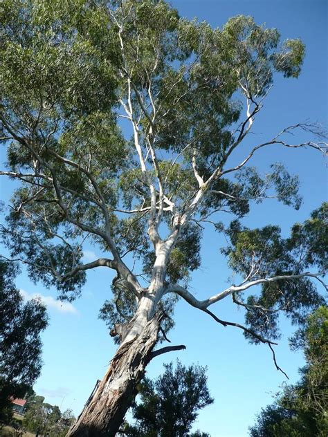 Gum Tree Pictures, and Information on Gum Trees