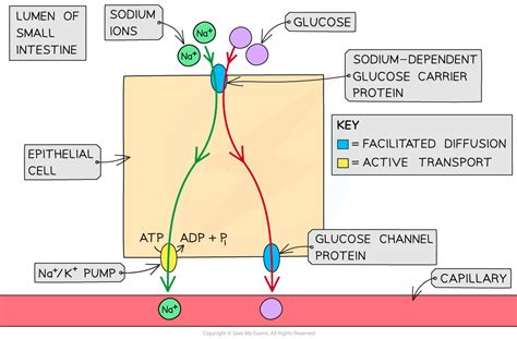 AQA A Level Biology复习笔记2.4.10 Active Transport & Co-transport-翰林国际教育