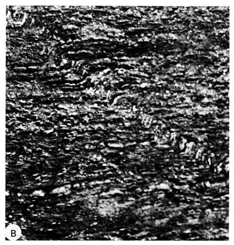 Monoclinal folds in interbedded shale and limestone near Dead Indian... | Download Scientific ...