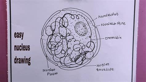 how to draw structure of nucleus easy/nucleus drawing - YouTube