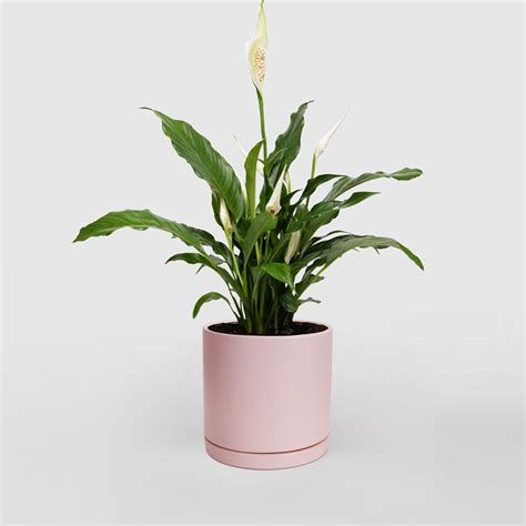 Spathiphyllum - Peace Lily in Small Pot