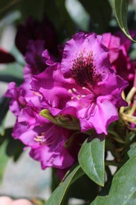 Rhododendron 'Purple Gem' - Devil Mountain Wholesale Nursery