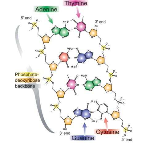 DNA and RNA ‹ OpenCurriculum