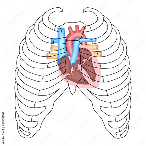 Vettoriale Stock Human Heart - Cardiac anatomy - Projection of The Heart, Sternum, Chest Cavity ...