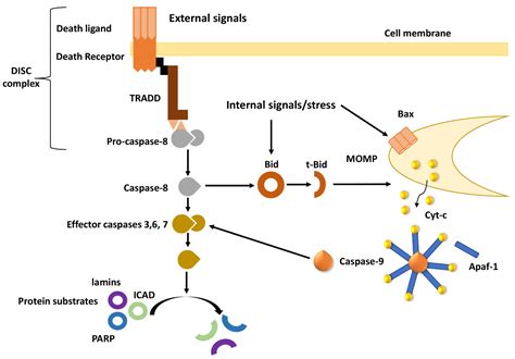 Cancers | Free Full-Text | Apoptosis Deregulation and the Development ...