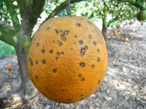 Can You Eat Fruit From A Diseased Tree at Jeannette Redman blog