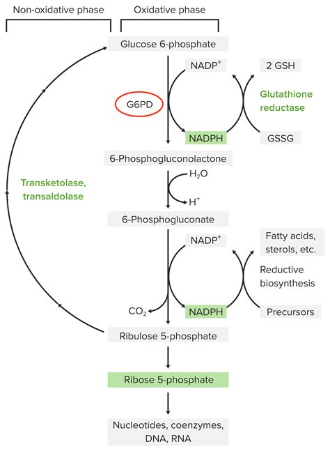 Glucose 6 Phosphate Pathway