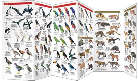 Brazil Wildlife - Pocket Guide