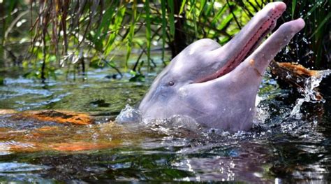 Delfín rosado del Amazonas, en peligro de extinción – la red verde