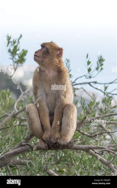 Monkey of Gibraltar Stock Photo - Alamy