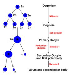 oogenesis and spermatogenesis Flashcards | Quizlet