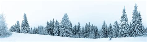 Spruce Tree Pictures, Images and Stock Photos - iStock