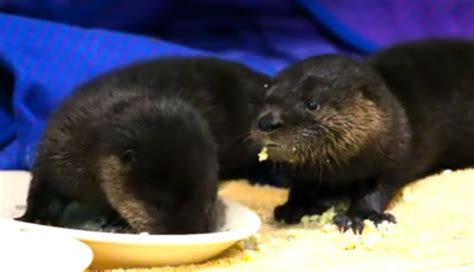 Baby Otters Eating Scrambled Eggs!!