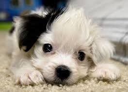 maltipoo husky mix - Google Search | Maltipoo puppy, Dog breeder, Cute dogs