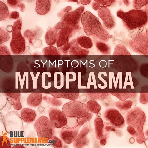 Mycoplasma Infections: Symptoms, Bacteria Species & Treatment | by James Denlinger | Medium