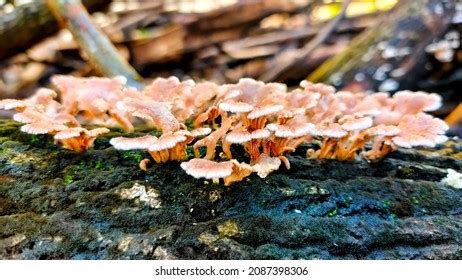 Wood Fungus Growing On Piece Rotten Stock Photo (Edit Now) 2087398306