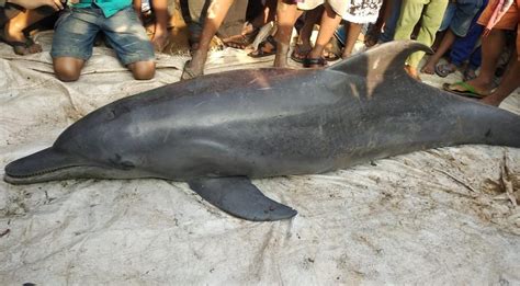 Endangered Gangetic dolphin strays into polluted canal in West Bengal ...