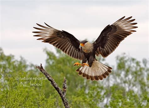 South Texas Photography Trip | Focusing on Wildlife