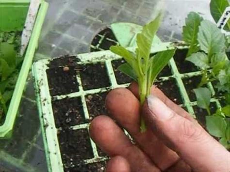 How To Grow Dahlias, Taking Dahlia Cuttings - YouTube