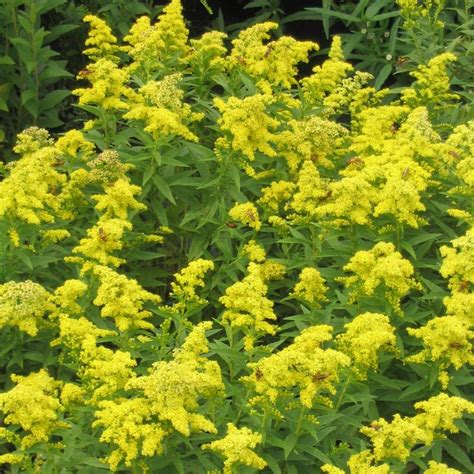 Solidago 'Little Lemon' Goldenrod from Sandy's Plants