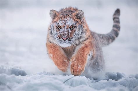 🔥 This Siberian Tiger running in the snow : r/NatureIsFuckingLit