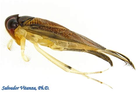 Hemiptera-Heteroptera-Corixidae-Tribe Corixini-Water Boatmen FEMALE (C) - Urban Programs - El ...