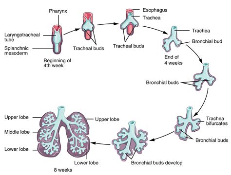 Bronchial Tree: Anatomy | Concise Medical Knowledge