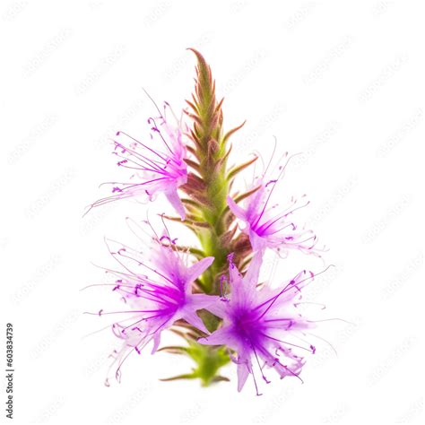 flower Blazing star on a transparent background, Generative Ai Stock Illustration | Adobe Stock