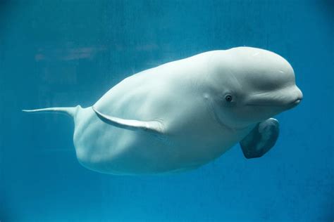 Beluga Whale Adaptations for Almost Everything are Totally Awing ...