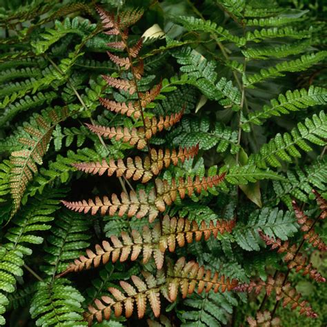 Best Fern Varieties - Sunset Magazine