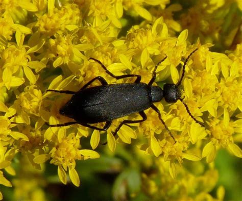 Black Blister Beetle: Identification, Life Cycle, Facts & Pictures