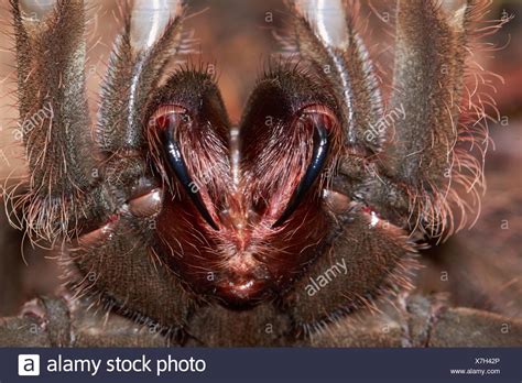 Goliath Bird Eating Tarantula Stock Photos & Goliath Bird Eating Tarantula Stock Images - Alamy