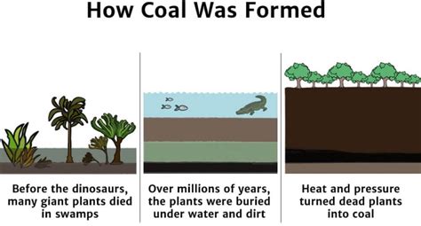 Coal Formation Diagram