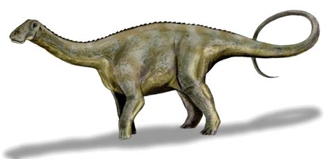 Nigersaurus Pictures & Facts - The Dinosaur Database