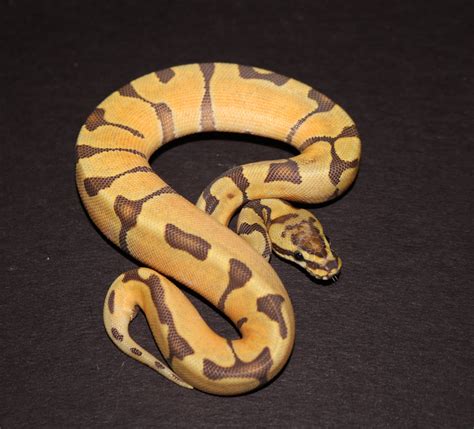 Super Enchi Ghost Ball Python by Wards World Of Reptile Propagation - MorphMarket