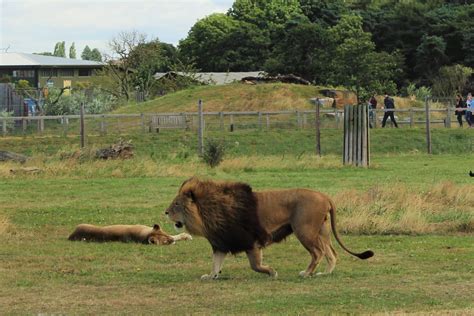 Yorkshire Wildlife Park - Where To Go With Kids