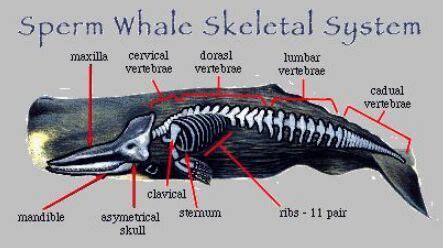 Pin on Weapon and War Anatomy