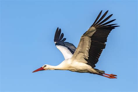 Migrating white stork birds are staying put in Spain to live off landfill sites - Olive Press ...