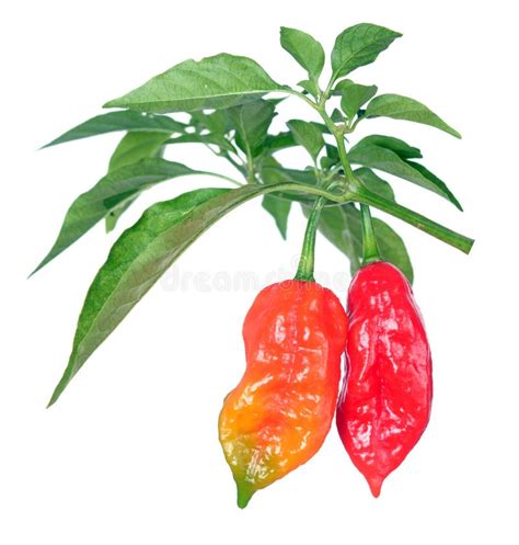 Ghost pepper stock image. Image of healthy, color, fresh - 140253949