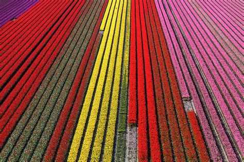 Aerial View Of The Tulip Fields Photograph by Peter Adams - Pixels