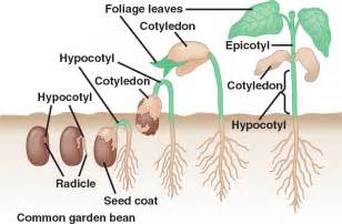 germination-dicot.html 38_10SeedGermination-dicot.jpg