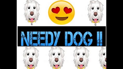 Needy dog 🐶 - YouTube