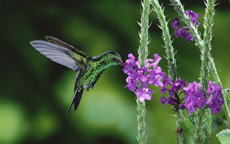 Nectar de colibri Fonds d'écran | 1680x1050 Fonds d'écran de ...