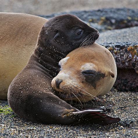 Galapagos Sea Lion Mother and Pup | Sean Crane Photography Blog ...