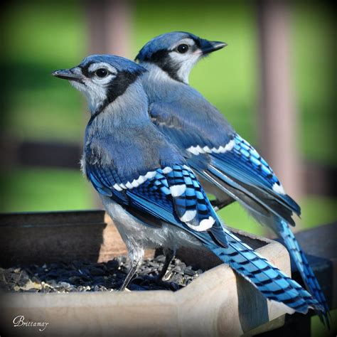 Baby Blue Jays exploring this big ole world :) (Explore) | Flickr