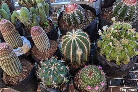 10+ Best Types of Cactus Plants for Home and Gardens | Florgeous