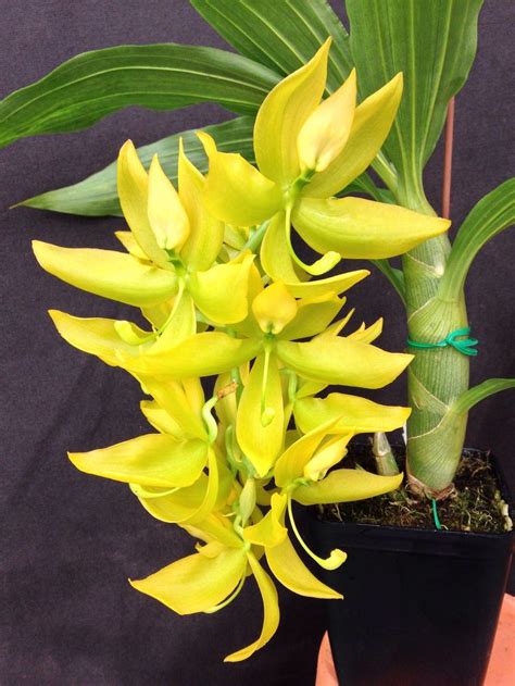 Cycnoches Golden Showers 'HOF#2' (Cycnoches herrenhusanum x Cycnoches chlorochilon) Orchid Plant ...