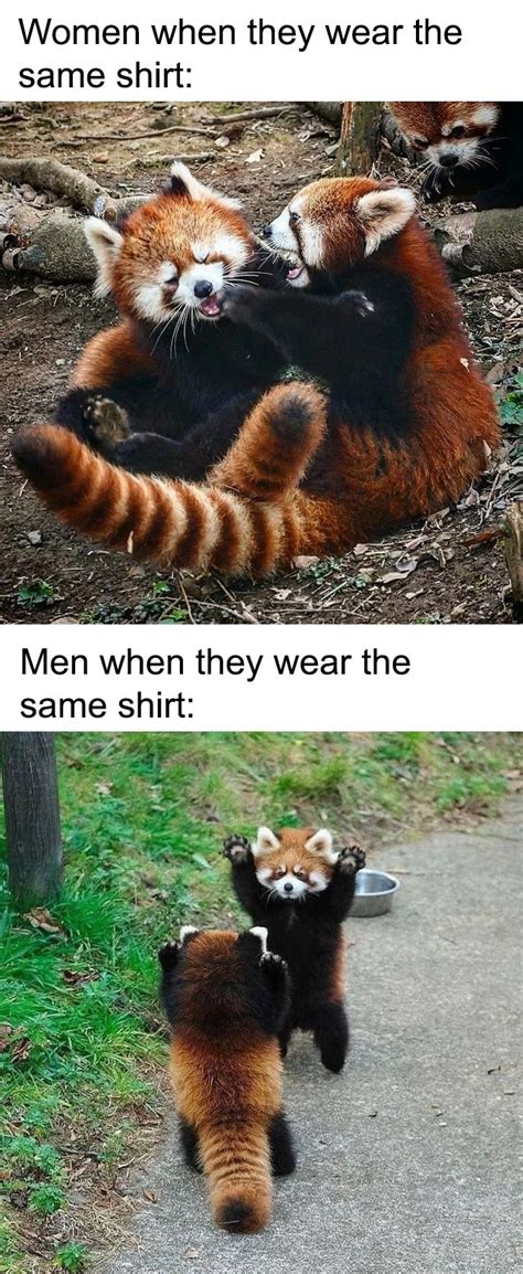 Red pandas don't care though in 2020 | Really funny memes, Funny relatable memes, Crazy funny memes