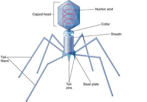 Diagram Virus Structure