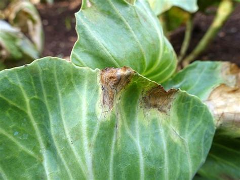 Cabbage: Black rot | Pathogen: Xanthomonas campestris pv. ca… | Flickr